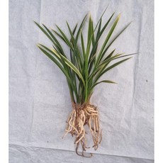 황용금 촉수 8촉/동양난/고급난/취미난/선물용난/동양란전문, 1개