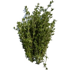 카페용 타임 생잎 50g 100g 유기농 데코용, 1개, 커먼타임 50g