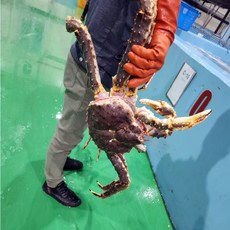 러시아 자숙 레드킹크랩, 1개, 3kg