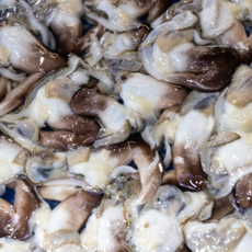 산지직송 자연산 여수 새조개, 1개, 200g내외