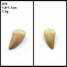 자연 모로코 상어 이빨 표본 치아 해양 고생물 과학 수집, 12. 실버 07