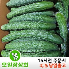 ( 오일장상회 )국내산 가시오이 못난이오이 상등급 10kg, 10kg내외, 1개