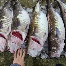 생물 왕대구 생대구 특대 업소용, 1개, 4kg내외(1마리)