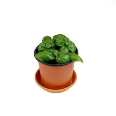 미스터허브 실내공기정화식물 허브 공기청정 미세먼지 제거 인테리어 화분, 04_스위트바질, 1개
