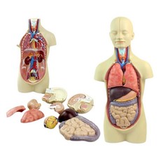 인체대탐험 뇌장기 12P 반신 해부모형 과학수업용 방과후교실 체험수업, 1세트