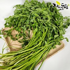 자연을담음 신선한 당일수확 미나리, 1개, 1kg