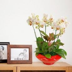 에버스트링라이트MTFF025, 서울특별시／광역시／경기도, 베이직, 필요없음