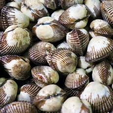 벌교 새꼬막 1kg (100미내외), 1세트