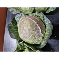 제주 달코미 미니양배추, 1개, 3kg