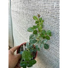 伊芙華爾滋玫瑰 大花濃香好照顧, 1個, 四吋盆