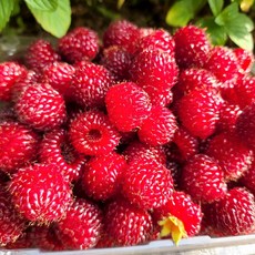 친환경 무농약 프리미엄 산딸기 산지직송 500g 1kg, 1개