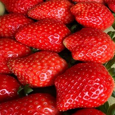 국내산 논산 킹스베리 400g 특 왕특 왕왕 대과 프리미엄 딸기 산지직송, 1개, 킹스베리 왕왕 400g (5-7과)