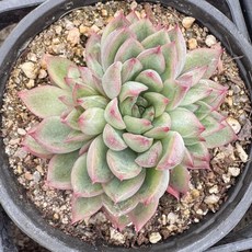 메비나 9호 다육이 공기정화식물 플랜테리어 홈가드닝, 단일, 1개