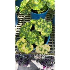 霏霏園藝 星點山菊 5吋盤