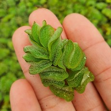 숯앤꽃 생이가래, 50개