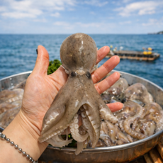 [당일조업직송] 국내산 제철 활쭈꾸미 알쭈꾸미, 1세트, 1kg