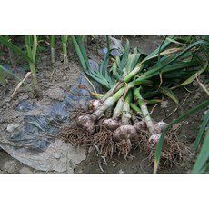 믿을 수 있는 국내산 통마늘 500g 1kg 2kg 4kg, 1박스, 알싸한 국내산 통마늘 500g