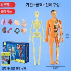 투명 인체 전신 모형 조립식 해골 장기 해부 피규어 교육용, 칼라 박스 반투명 28cm