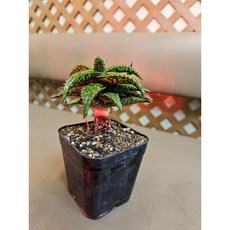 팅커벨 알로에 쥬쿤다, 1개