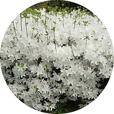 연산홍 자산홍 백철쭉 진달래 산철쭉 묘목 철쭉묘목, 1개, 백철죽