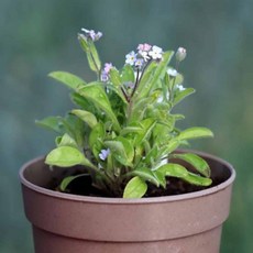 물망초 키우기 미니화분키트 화분키트 씨앗키트, 상세페이지 참조