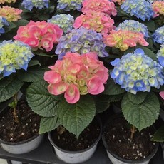 1+1 외목대 토피어리 수국 색상랜덤 공기정화 에이피팩토리, 1개