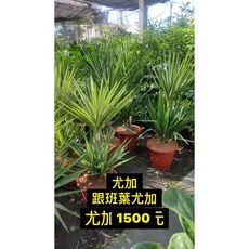 霏霏園藝 尤加 跟班葉尤加 1500元高度100-120公分, 紅色盆1500元, 1個