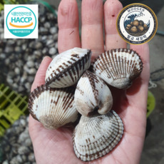 벌교 꼬막 당일조업 새꼬막 삶기용 무침용 비빔밥용, 1개, 사이즈 중 3kg