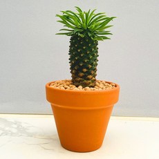 다육식물 선인장 괴아옥 농장직송 산아래 다육이 생병력최고 키우기쉬운 공기정화 파인애플, 1개