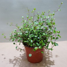 (플라워사랑) 트리안 소품 2개 묶음, 1개