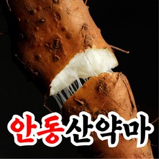 [윤제원참마] 재구매율1위 입단심토재배 산마 안동마, 1개, 1kg