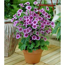 //초화//아욱(애기접시꽃)-제브리나 3개셋트, 3개