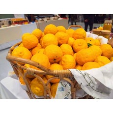 최상품 고흥유자/고흥 유자땡유팜, 10kg, 1개