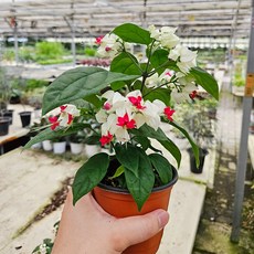 덴드롱 1+1소형 받침포함 꽃모종 야생화 아비가든, 소형(1+1), 2개