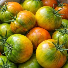 [재구매1위] 초특가 고당도 짭짤이 대저토마토, 1개, 2.5kg 로얄과(2S-S) 짭짤이