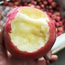 오늘특가 국내산 부사 초특가 사과, 1박스, 5kg 고당도 사과