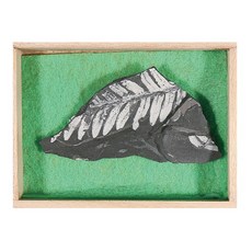 보급형 고사리 화석