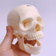 두개골 턱관절 교육 교구 A 해부도 모형 사람 실습, C. 작은 흰색 두개골은 15개 부분으로 분해