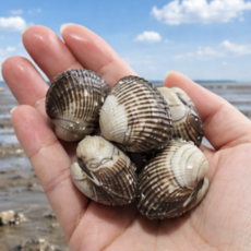 벌교산 꼬막 새꼬막 당일채취 당일배송, 1박스, 3kg