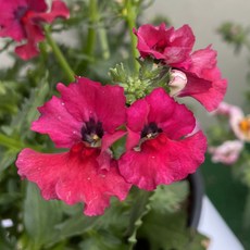 [다온야생화] N3983 네메시아 (빨강) (9cm) [랜덤], 1개