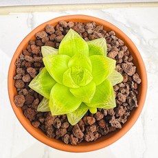 다육식물 선인장 산아래다육이 경화금 화분 식물 꽃 생명력 카페꾸미기 장식 공기정화 전자파차단 희귀식물, 1개