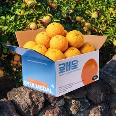제주 하귤 산지직송 나미스깡 아마나스 하귤청, 1박스, 2kg, 혼합과
