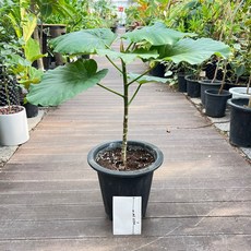 휘커스움베르타 외목대 키 대략 70cm 대품 반려식물 올플랜츠, 1개