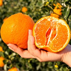 [5일한정세일] 농장직송 새콤달콤 제주 한라봉, 1개, 10kg