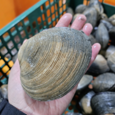 남해안 개조개 생물 당일조업 선주직송, 1박스, 1kg (5-7미)