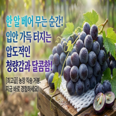 [고당도특가] 100박스한정 산지직송 고당도선별 씨없는거봉, 1박스, 1kg