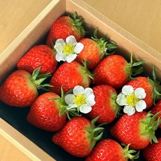 담다 설향 딸기 산지 직송 프리미엄 선물 안전 포장, 1박스, 설향딸기 700g 이상