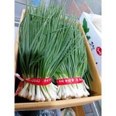 (국내산)손질 깐쪽파 파김치 파절이 1단 약1kg, 1개