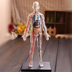 미니 인체모형 마네킹 교육 장기 생물학적 반투명 해부 사람 분리형 조립, 1. 반투명, 1개