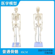 해부학 인체 해골 골격 모형 전신 관절 두개골 인대, 1세트, B.85cm 해골(디스크 없음)